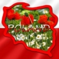 stylizowana-mapa-polski-na-bialo-czerwona-flage-pelen-obraz-typowy-dla-tego-kraju-kwiaty-na-lace-400-48483439